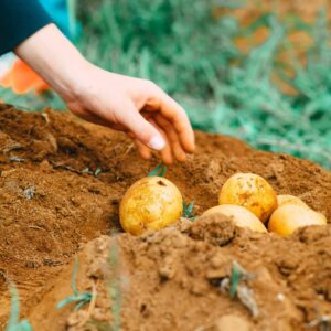 How to Bake Potatoes in the Oven 4