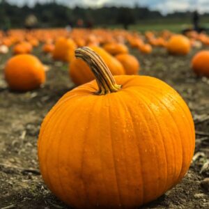 health benefits of pumpkin